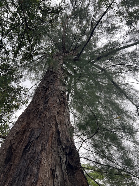 Totally Tree Print