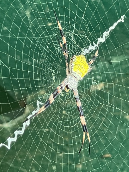 Spider Stretch Print