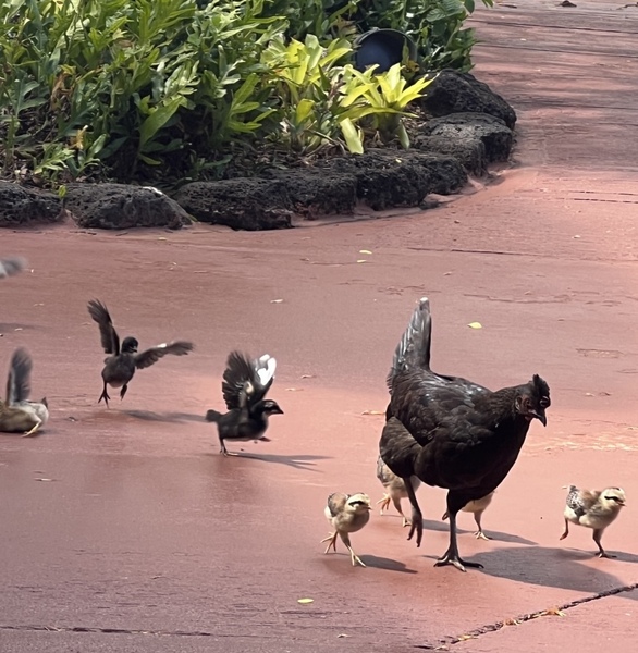One chick succeeding & one failing by B Austin