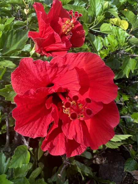 Massive Red Print