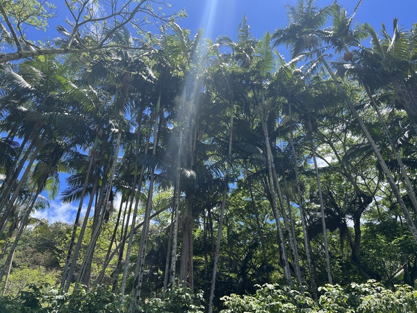 A ray of light by B Austin