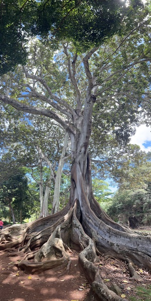 Kauai Fig Print