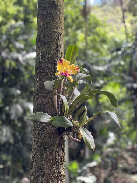 Supported Flower Print
