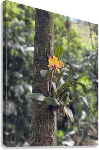 Supported Flower Canvas Print
