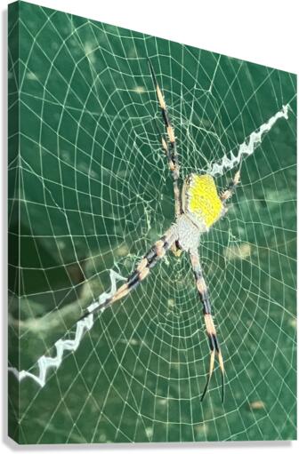 Spider Stretch Canvas Print