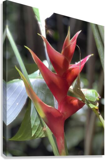 Red Pleasure Canvas Print
