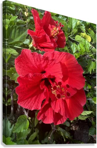 Massive Red Canvas Print