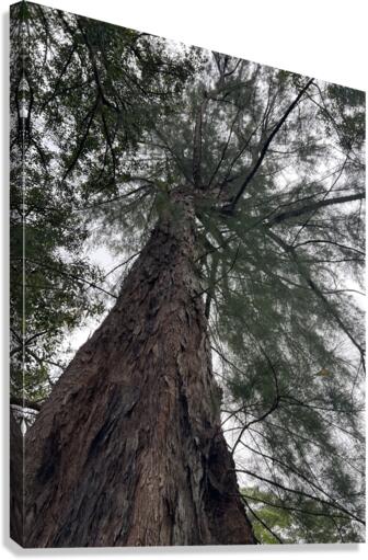 Totally Tree Canvas Print