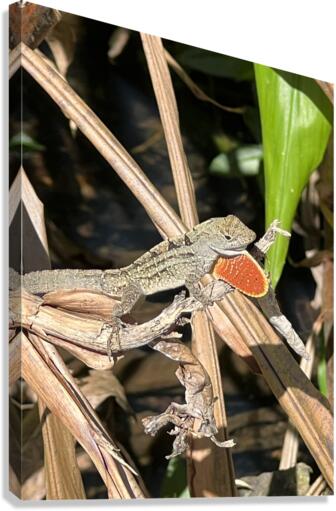 Gecko Challenge Canvas Print