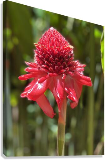 Stunning Red Canvas Print
