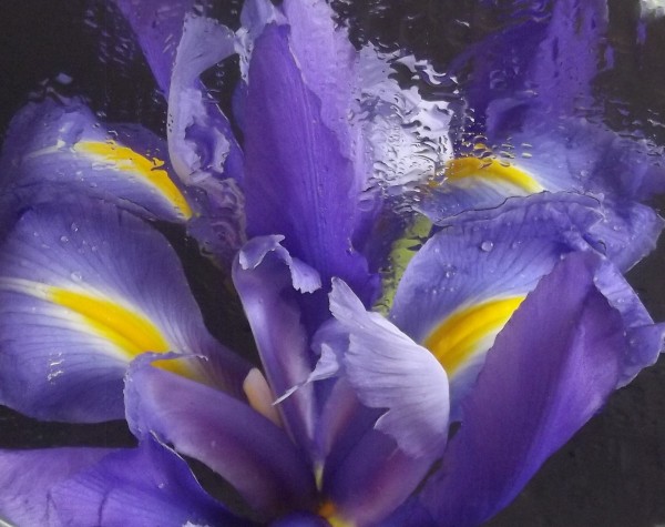 Iris Distorted Beauty Print