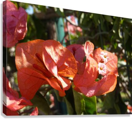 Flower Canvas Print