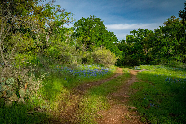 Blue Bonnets 2 Print