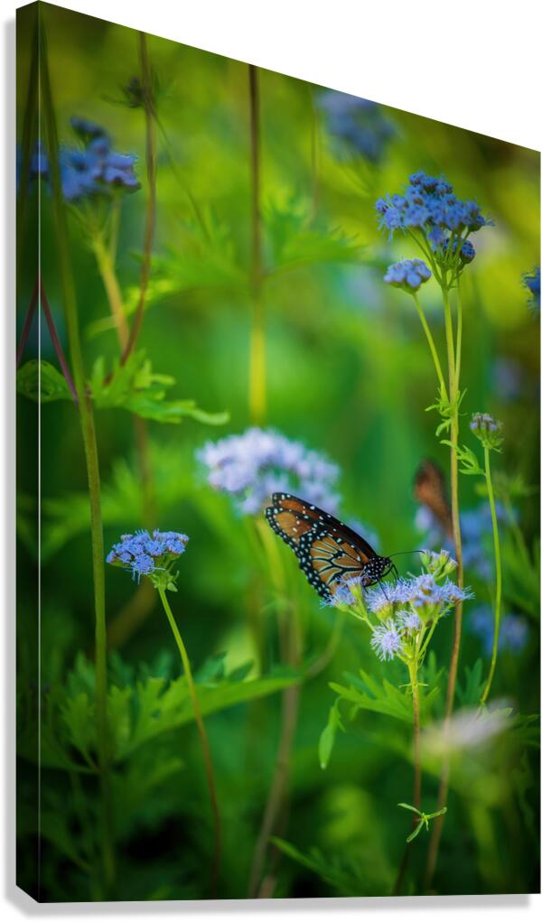 Butterfly Canvas Print