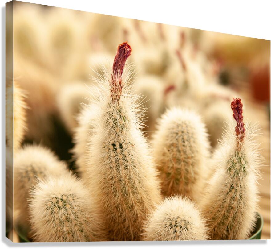 Prickly Subject Canvas Print