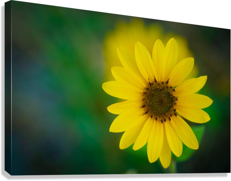 Sunflower Canvas Print