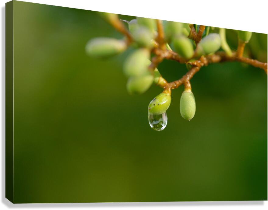 The Drop Canvas Print