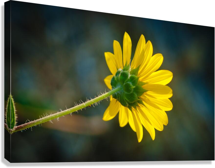 Sun Flower Canvas Print