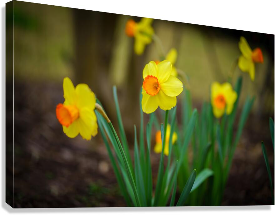 Flowers Canvas Print