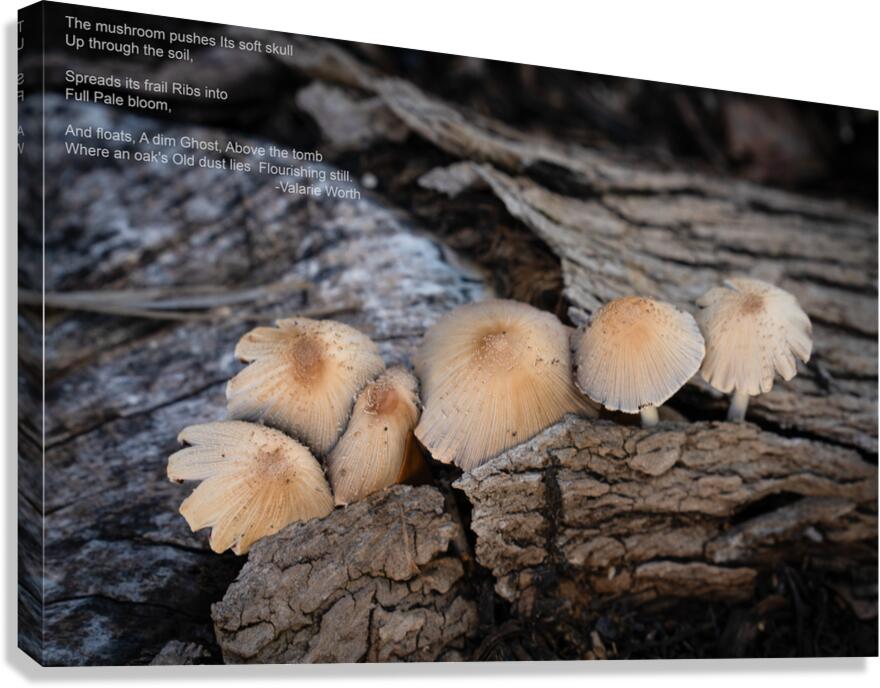 Mushroom Canvas Print