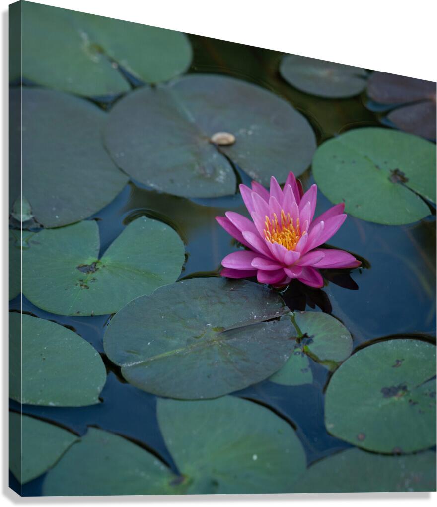 Flower Canvas Print