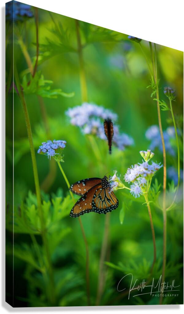 Butterfly Canvas Print