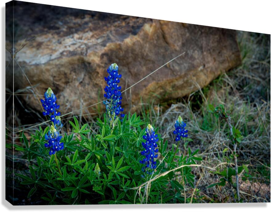 Image 8 Canvas Print