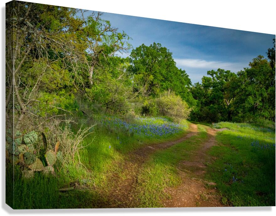 Blue Bonnets 2 Canvas Print