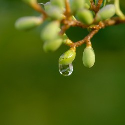 The Drop