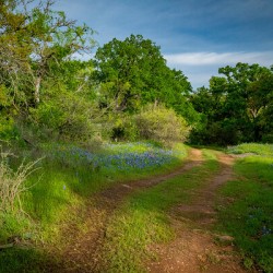 Blue Bonnets 2
