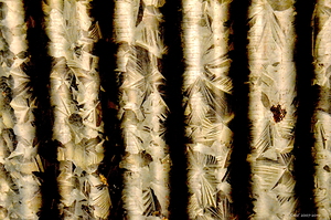 Metal Bambu IV