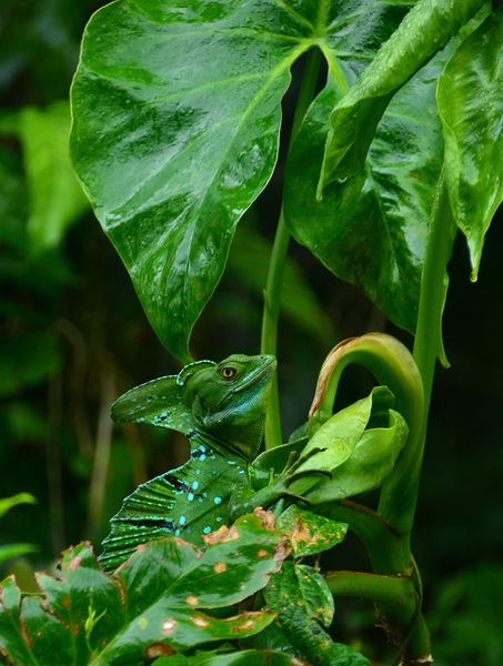 Magnificent Emerald Basilisk by Croz