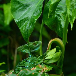 Magnificent Emerald Basilisk