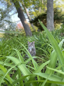 Cat in Grass