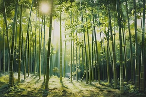 Bamboo Forest Sunrise 7P9D2N 45