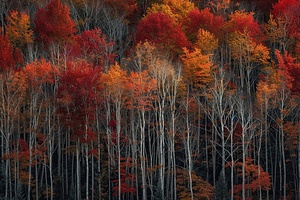 Autumn Symphony K482HC 69