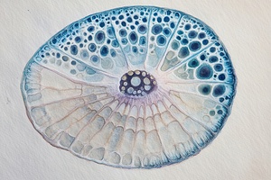 Cellular Echoes H9P4N2 50