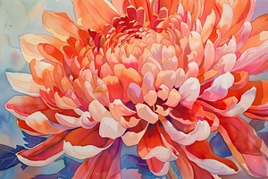 Chrysanthemum Bloom 7H29P4 48