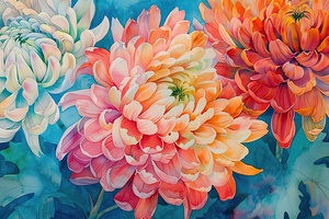 Chrysanthemum Reverie A7H2P9 48