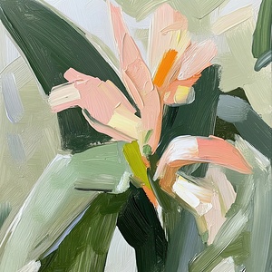 Blooming Clivia Miniata 78H4N9 57