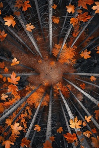 Autumn Forest Ascent Y92H5N 58