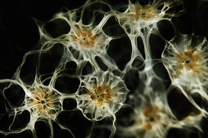 Cellular Lace 92HJ5B 65