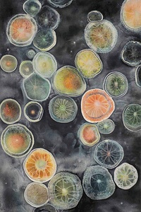 Cellular Echoes KH295P 63