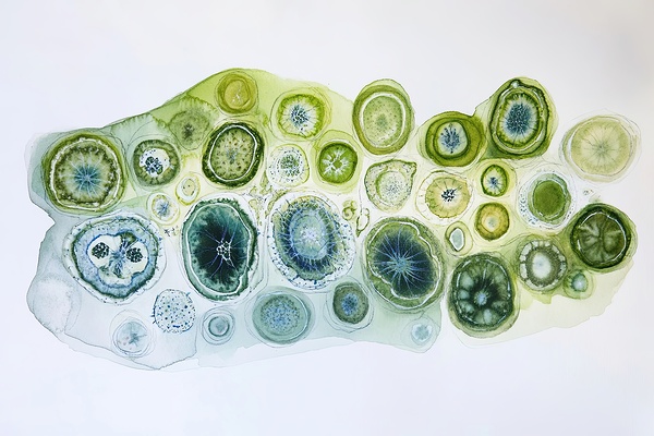 Cellular Echoes ZH92N5 47 Print