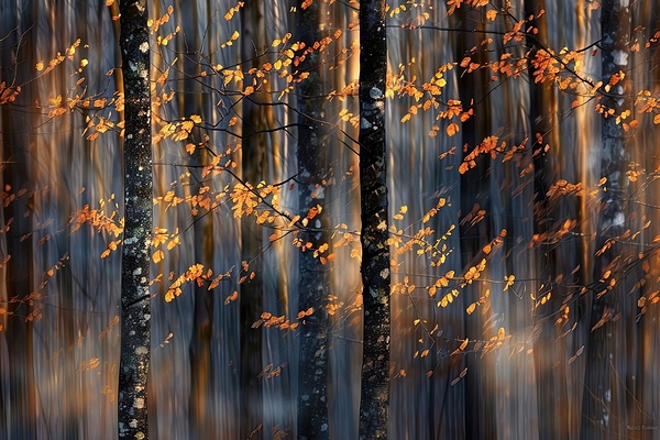 Autumn Whispers 7H9N2P 64 by Abstract Rebellion