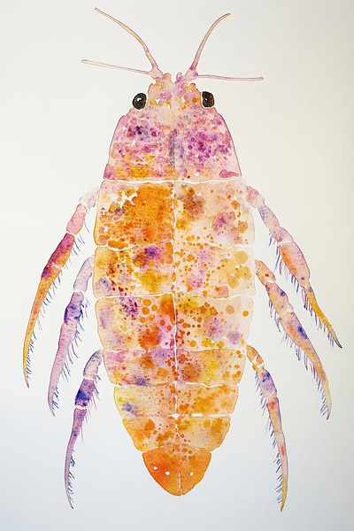 Chromatic Crustacean JH92N3 45 Print