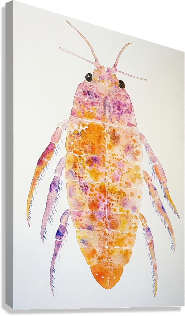 Chromatic Crustacean JH92N3 45 Canvas Print