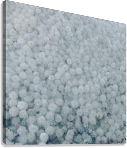 Cotton Bed  Canvas Print