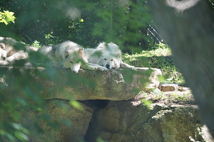 Arctic Wolves