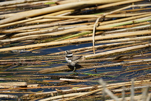 Baby Killdeer